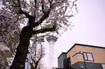 DSC_4925.jpg