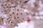 DSC_4950.jpg